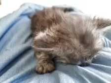 セルカークレックス【愛知県・男の子・2025年4月12日・ブルー】の写真8