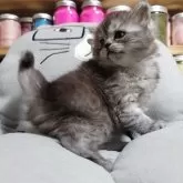 セルカークレックス【愛知県・女の子・2025年8月30日・シェーデットシルバー】の写真12