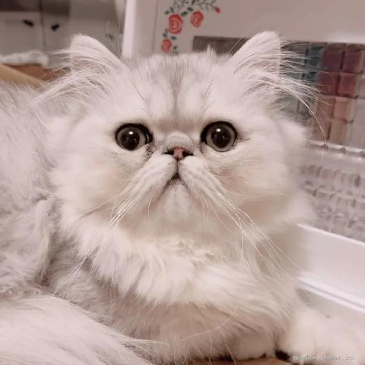 ID：2208-00863の子猫