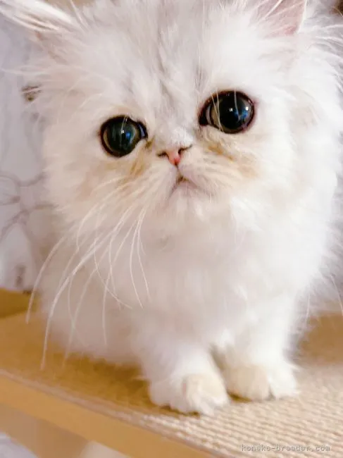 S.H 様のお迎えした子猫