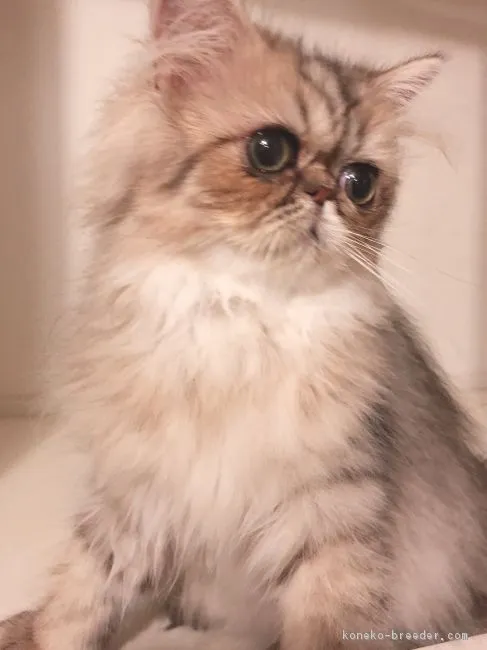 さくらママ 様のお迎えした子猫