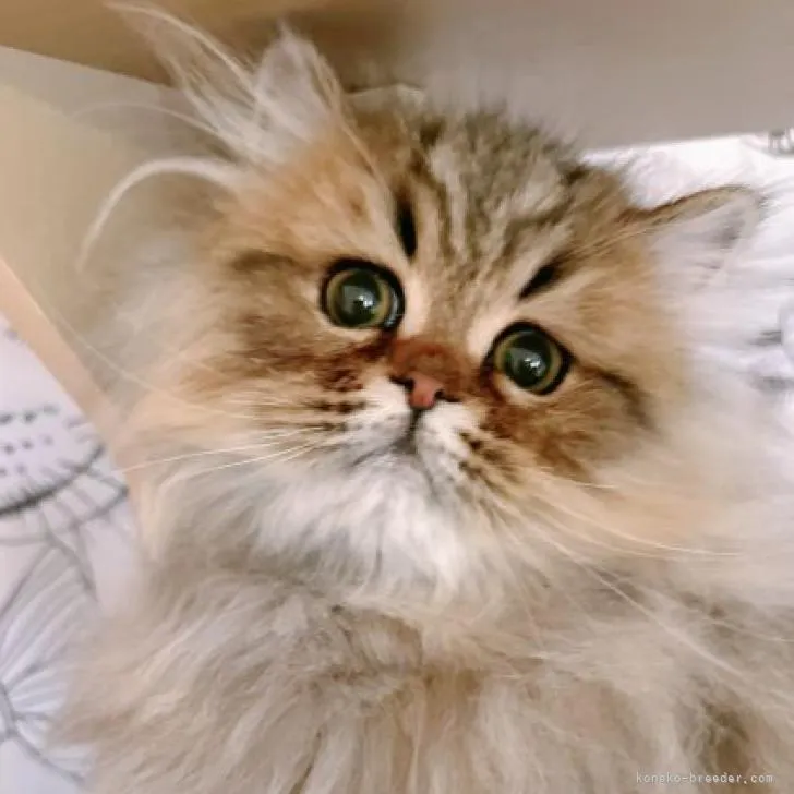 トム 様のお迎えした子猫