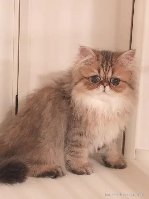 スズ 様のお迎えした子猫