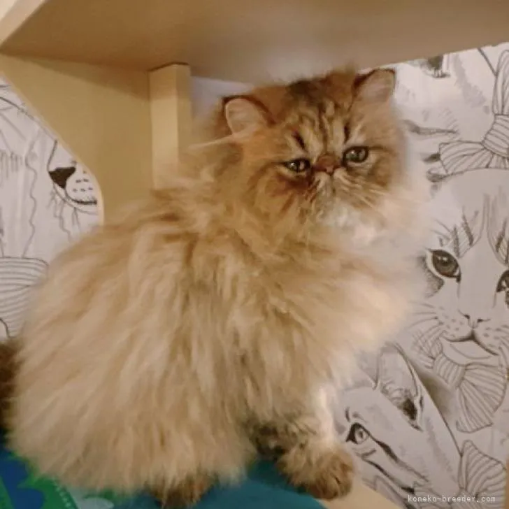ID:2301-02333の子猫