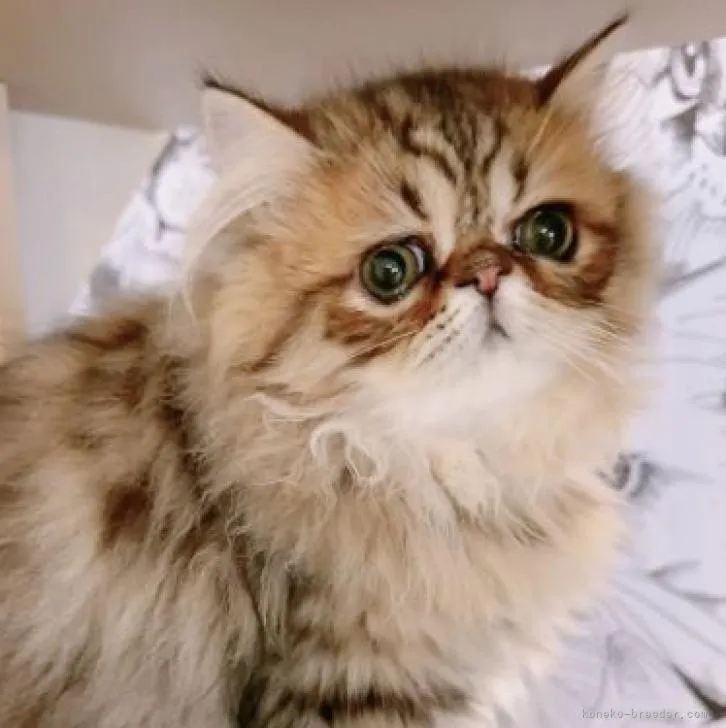 ID：2302-01397の子猫