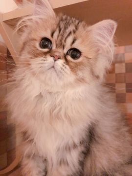 ペルシャ(チンチラ)【静岡県・男の子・2018年12月1日・シェーデッドゴールデン】の写真「♡お値引き中♡大きな瞳の可愛い男の子♡」