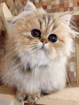 ペルシャ(チンチラ)【静岡県・女の子・2018年10月1日・シェーデッドゴールデン】の写真「♡性格ピカイチ♡」