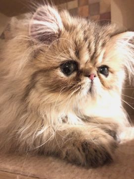 ペルシャ(チンチラ)【静岡県・女の子・2019年4月8日・シェーデッドゴールデン】の写真「お安くなりました❤︎綺麗なカラーの可愛い女の子❤︎」