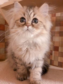 ペルシャ(チンチラ)【静岡県・男の子・2018年12月1日・シェーデッドゴールデン】の写真「♡お値引き中♡瞳の大きな可愛い男の子♡」