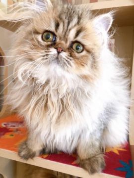 ペルシャ(チンチラ)【静岡県・女の子・2020年1月30日・シェーデッドゴールデン】の写真「セール★モフモフふわふわの女の子★」