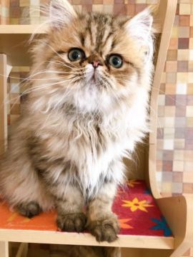 ペルシャ(チンチラ)【静岡県・男の子・2020年1月30日・シェーデッドゴールデン】の写真「セール★大きな瞳の元気な僕ちゃん★」