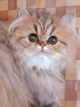 ペルシャ(チンチラ)【静岡県・女の子・2018年10月1日・シェーデッドゴールデン】の写真「♡お値引き中♡キレイなカラーの女の子」