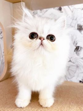 ペルシャ(チンチラ)【静岡県・女の子・2022年2月20日・シェーデッドシルバー】の写真「🌼カラーの綺麗な美人さん🌼」