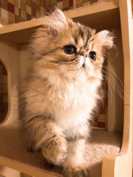 ペルシャ(チンチラ)【静岡県・男の子・2019年4月8日・シェーデッドゴールデン】の写真「お安くなりました★大きなタレ目の元気な僕ちゃん★」