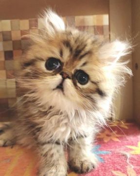 ペルシャ(チンチラ)【静岡県・男の子・2020年9月12日・シェーデッドゴールデン】の写真「🍀大きな瞳の可愛い男の子🍀」