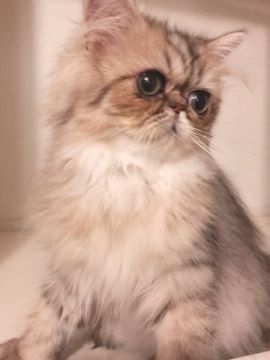 ペルシャ(チンチラ)【静岡県・男の子・2018年8月7日・シェーデッドゴールデン】の写真「♥11月末までお値引き中♥瞳の大きな僕ちゃん」