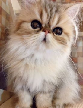 ペルシャ(チンチラ)【静岡県・男の子・2018年10月1日・シェーデッドゴールデン】の写真「☆大きな瞳が魅力☆」