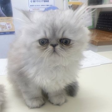 ペルシャ(チンチラ)【静岡県・男の子・2023年11月4日・シェーデッドシルバー】の写真「🌹元気な可愛い男の子🌹」
