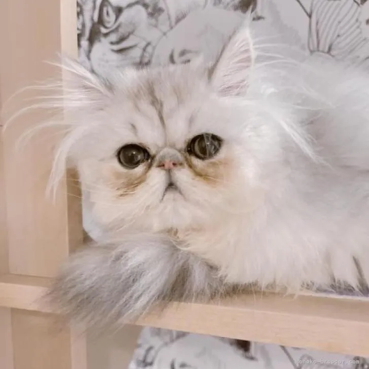 モコ 様のお迎えした子猫