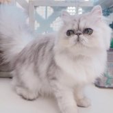 ペルシャ(チンチラ)