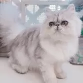ペルシャ(チンチラ)