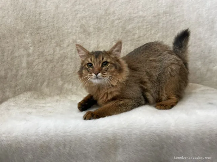 ID：2202-00304の子猫