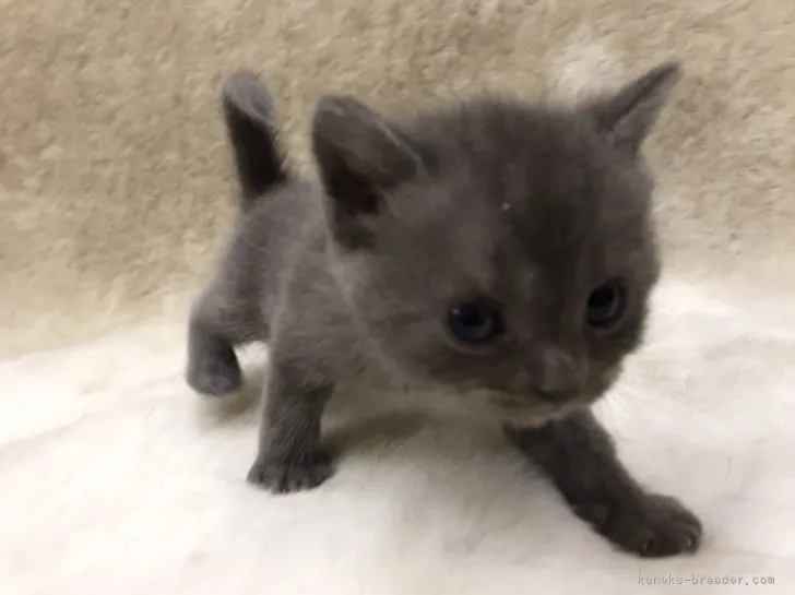 ID:2107-01234の子猫