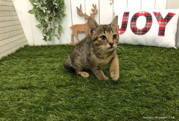 ID：1811-00260の子猫