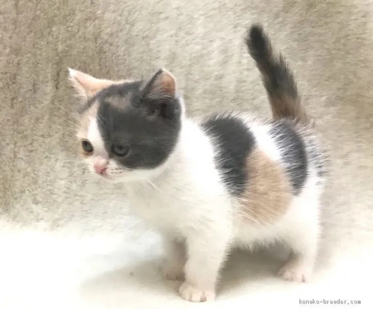 ID:1908-01544の子猫