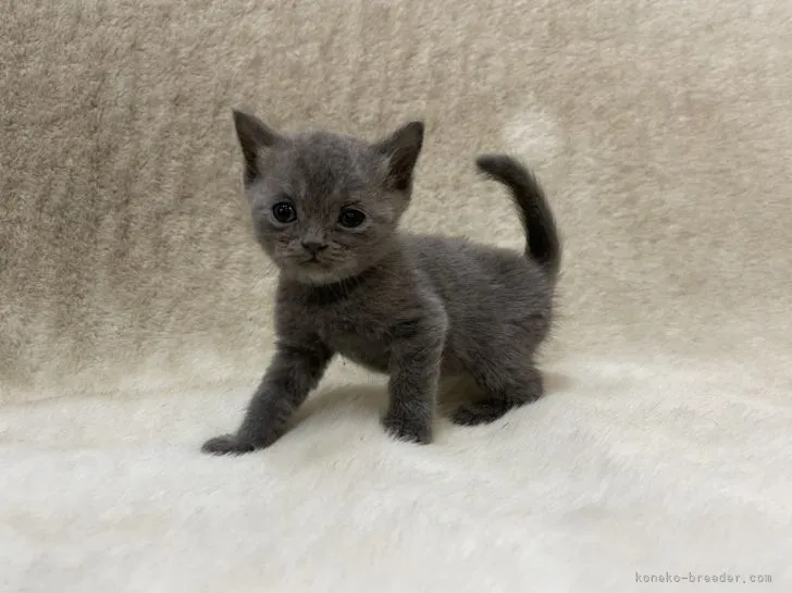 ID：2112-01135の子猫