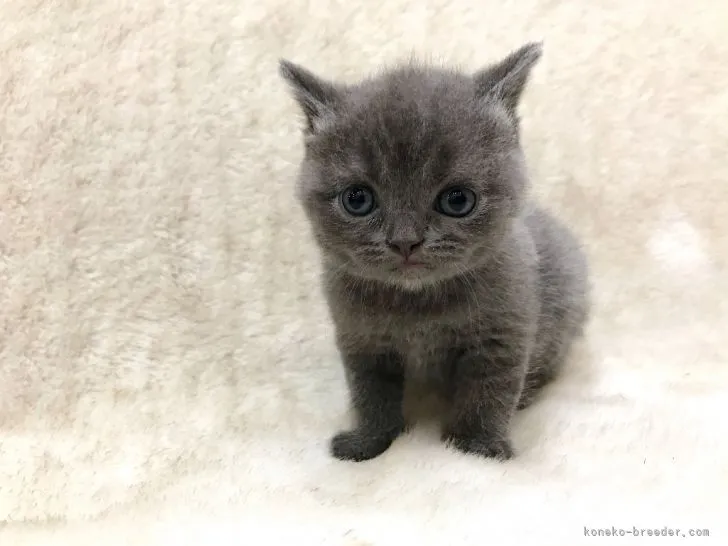ID:2105-01357の子猫