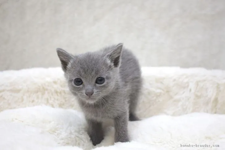 ID：1810-00012の子猫