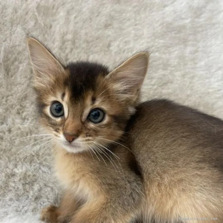 ID：2208-00820の子猫