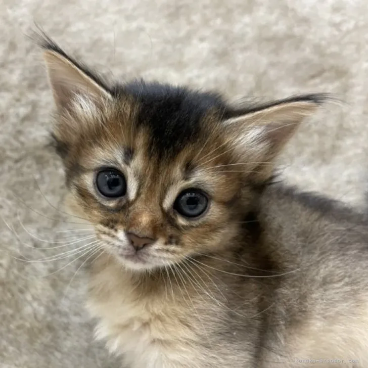 ID：2303-01812の子猫