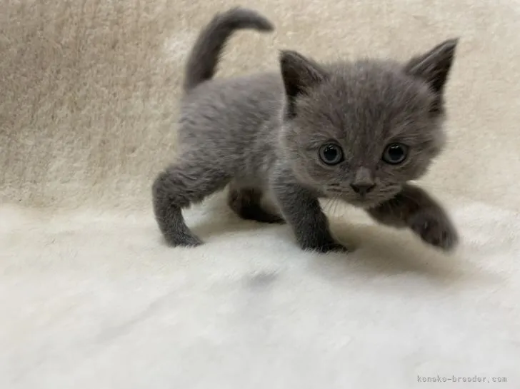 ID：2112-01133の子猫