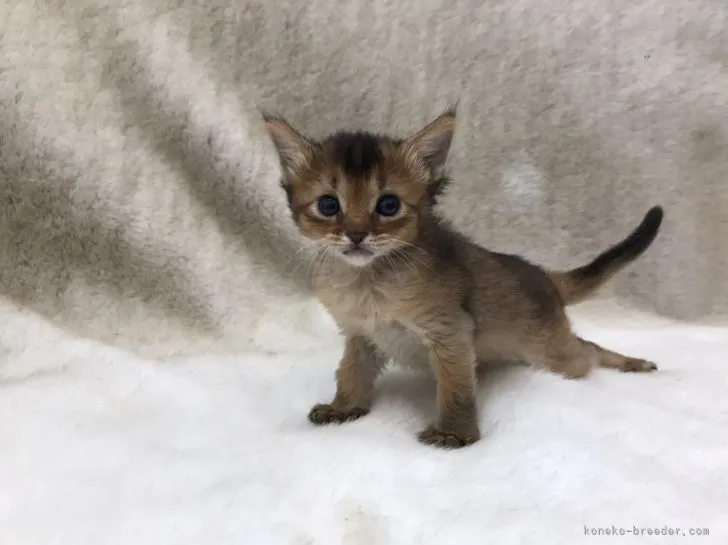 ID:2105-00729の子猫