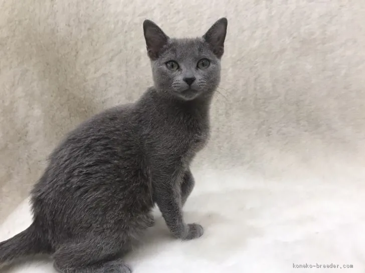 ID：1910-01007の子猫