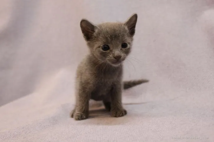 hiro 様のお迎えした子猫