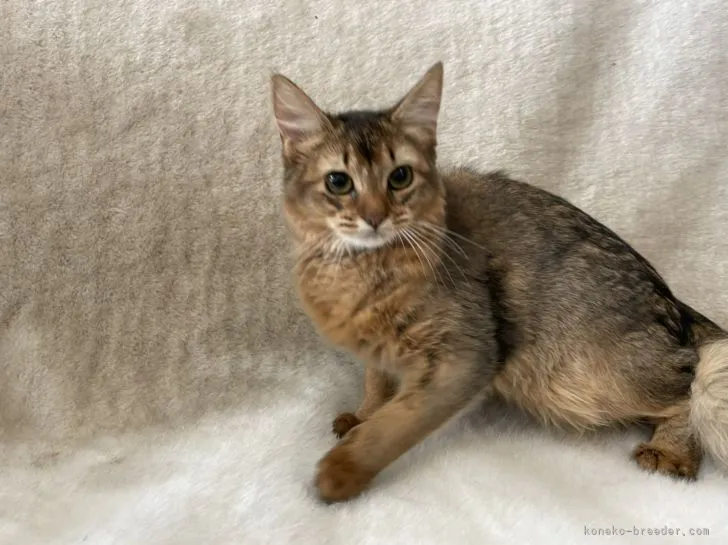 ID：2109-01864の子猫