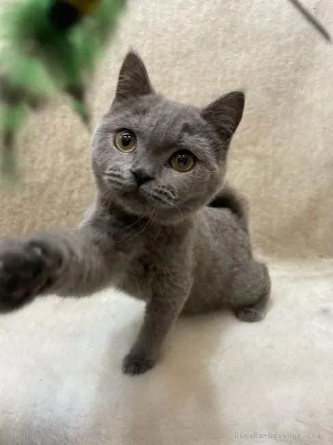 ID:2112-01134の子猫