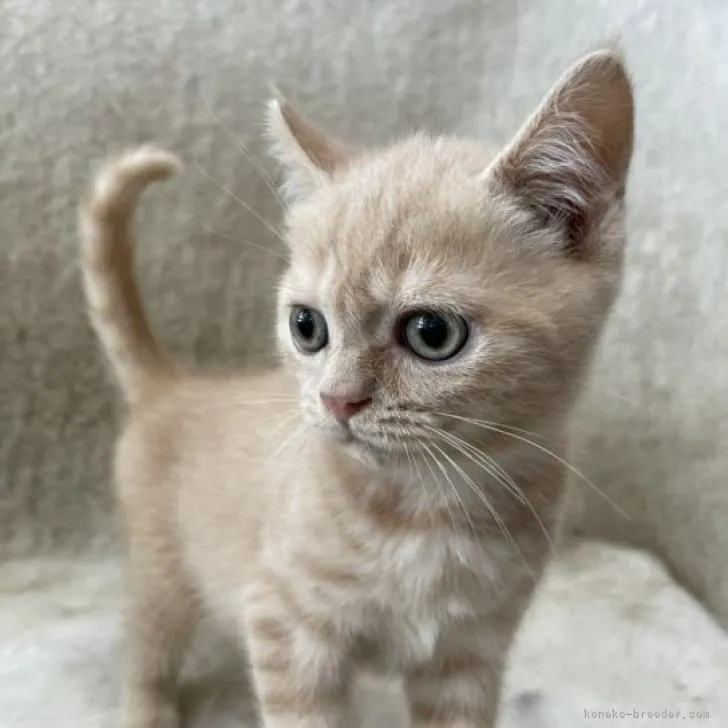 ID：2207-00736の子猫
