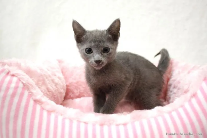 ID：1709-01109の子猫