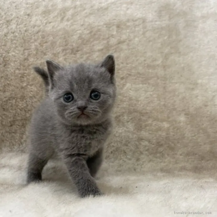 シンシン 様のお迎えした子猫