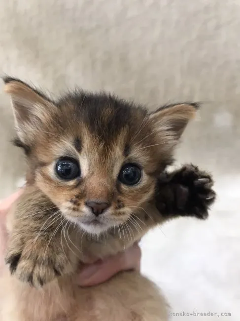 ID：2105-00728の子猫