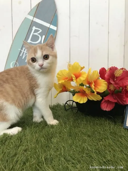 ID：1806-00115の子猫