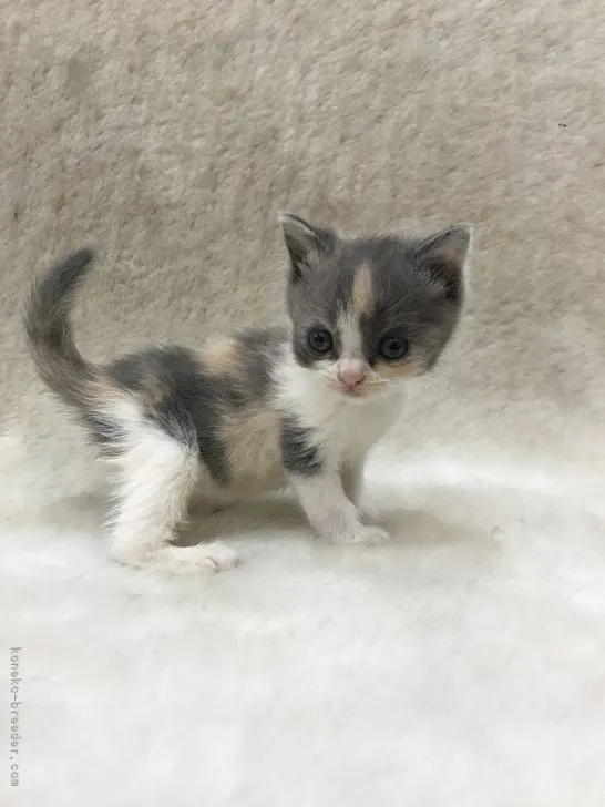 ID:2106-01692の子猫