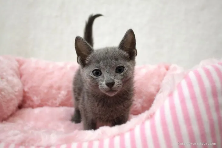 ID：1709-01110の子猫