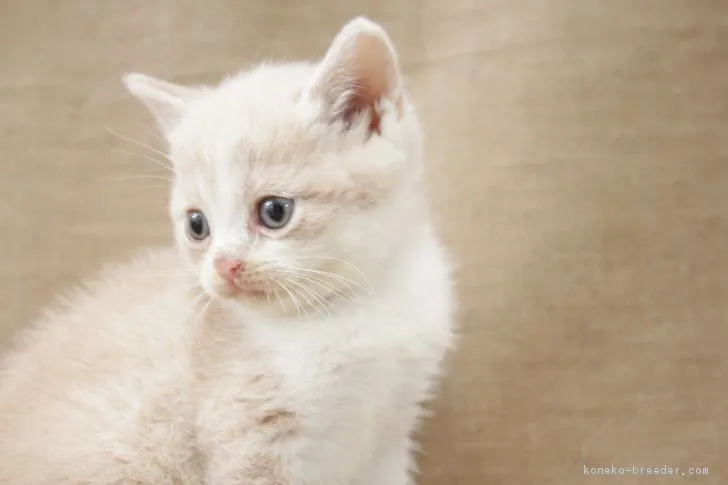 ID：1704-01232の子猫