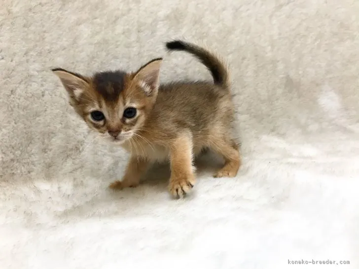 ID:2105-01356の子猫