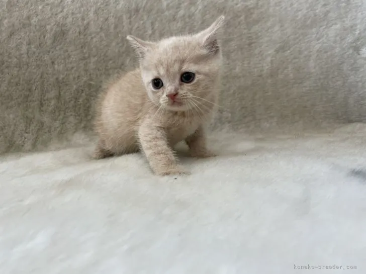 ID：2110-00275の子猫